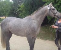CHALIMAR BLUE
