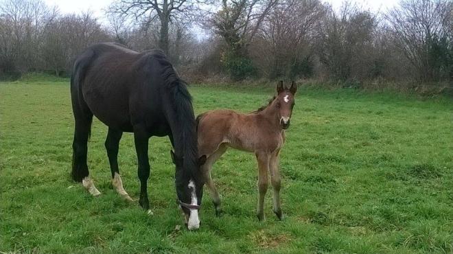 Foal Toscana