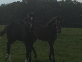 Fausto et first one