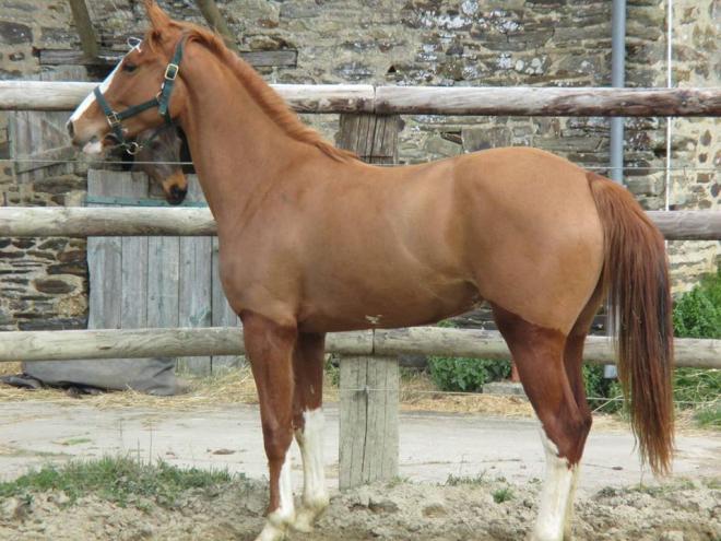 CENT POUR CENT BLUE 2 ans