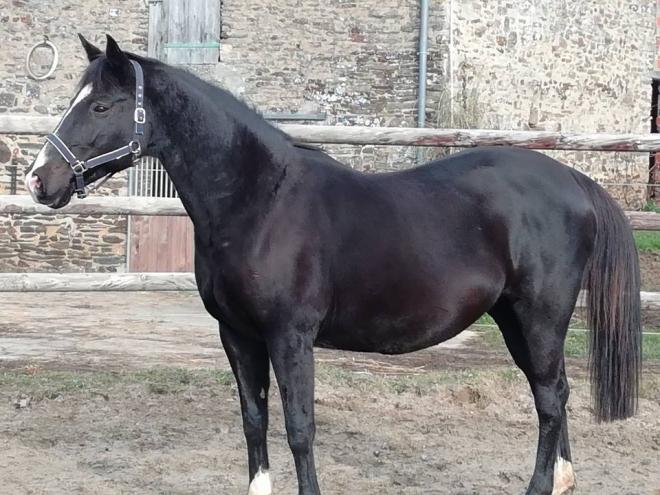 Ombra
