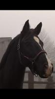 ombra