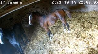 foals
