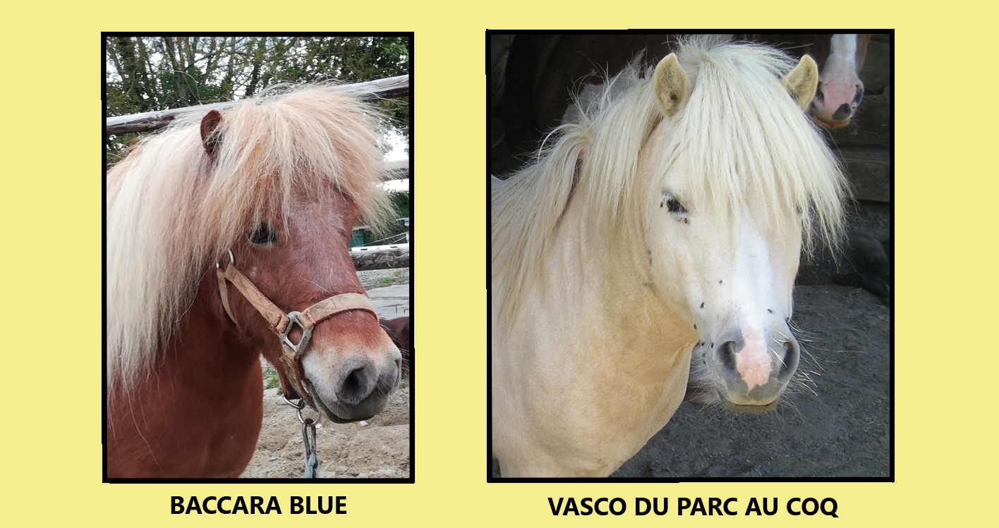 Baccara x vasco