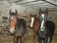 Foals 2015