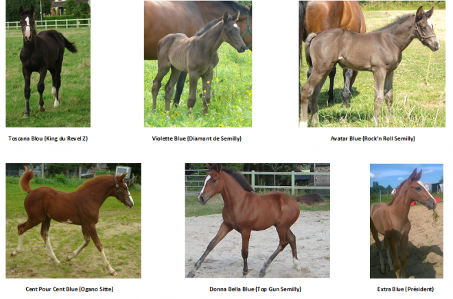 Foals fiska