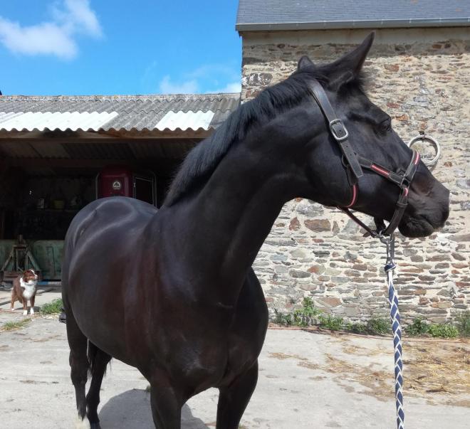 Ombra