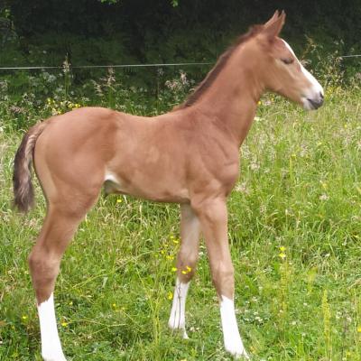 Ma Demoiselle Blue