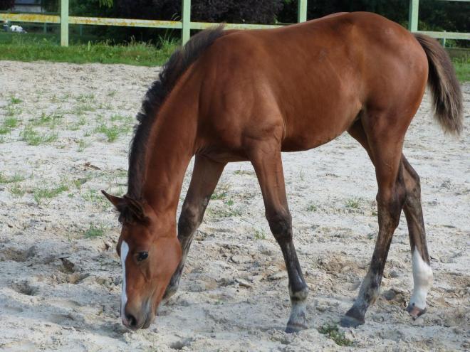 Donna Bella Blue (2 mois)