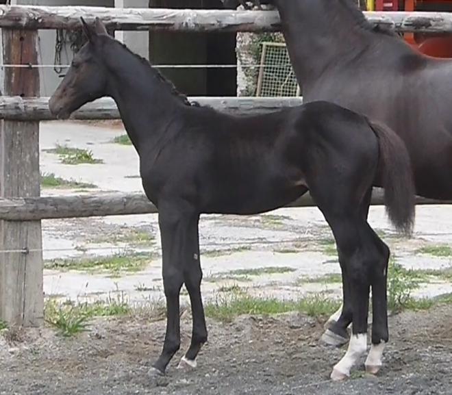 CIALENGA FORZA