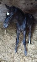 foal