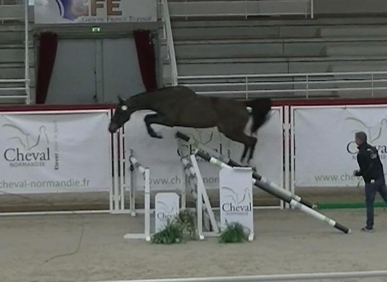 Kalima Blue 3 ans