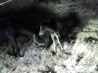 Foal Ombra