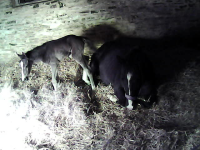 Foal Ombra