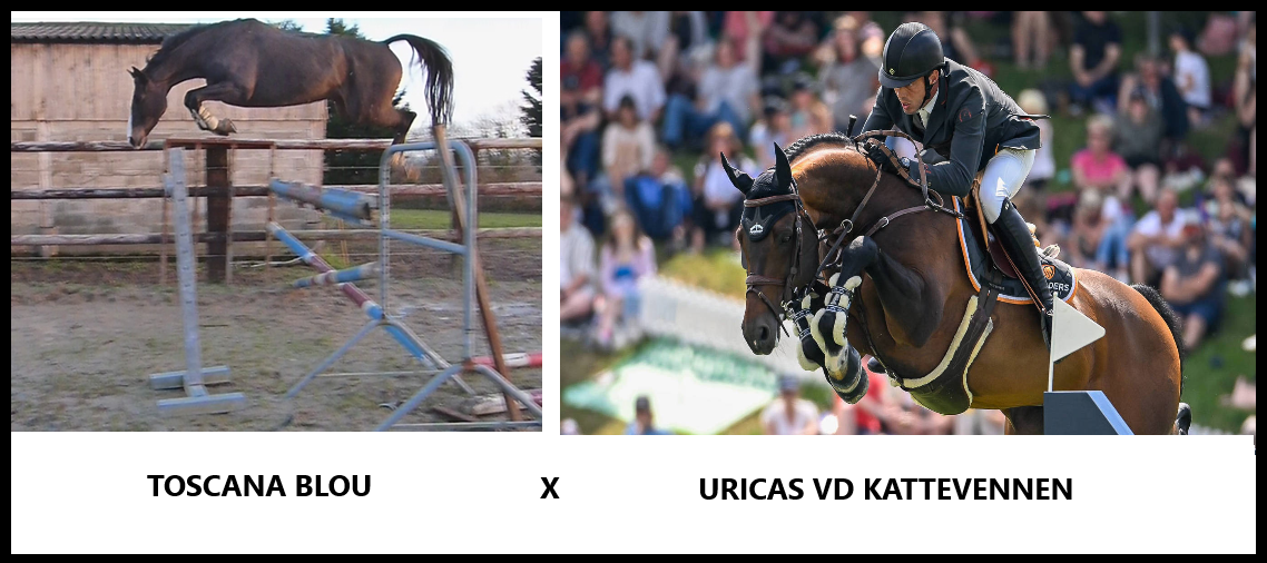 Toscana blou x uricas