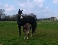 Foal Toscana