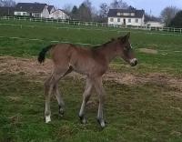 Foal Toscana