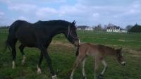 Foal Toscana