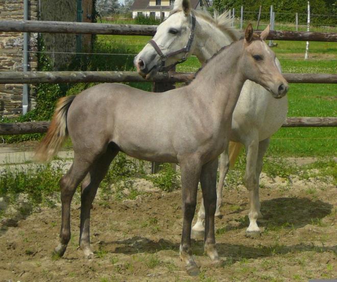 Chalimar