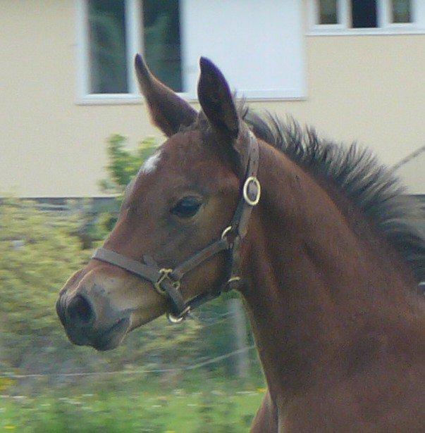 Ambre